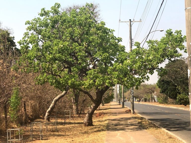 Árvore com folhas no cenário de seca do início da primavera em Brasília